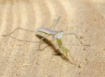 Stagmomantis bidsprinkhaan